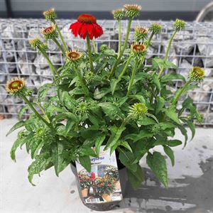 Afbeelding van VP Echinacea P19 knop Sombrero Divers